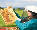 Převčelená krajina a nesmyslná vyšetření. Včelaři sčítají katastrofální ztráty