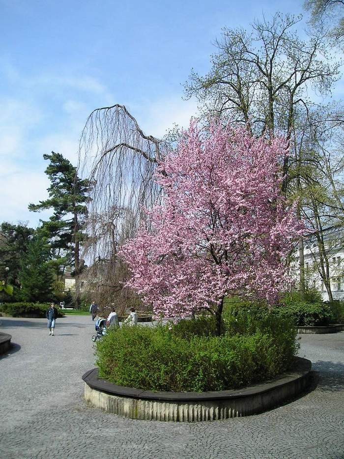 SU jaro 2008