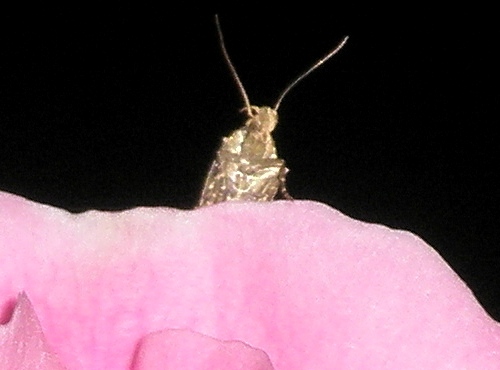 ... Bob pozorovatel :-)))