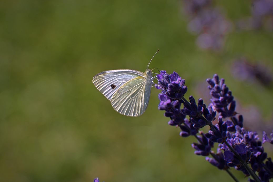 Pieris brassicae